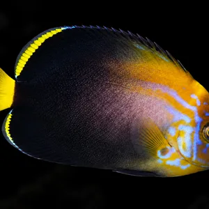 Bali Aquarich Blue Maze Angelfish swimming right with blue facial markings and yellow fin edges; AI-generated aquarium view.