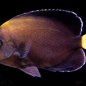 Bluespotted Angelfish swimming left with fine blue speckles on a brown-purple body and a yellow tail; AI-generated aquarium view.