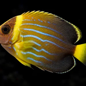 Juvenile Bluestriped Angelfish swimming left with developing blue stripes and a yellow head band; AI-generated aquarium view.