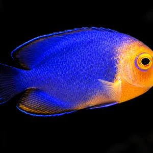 Cherub Angelfish swimming right, showing a vivid blue body and orange face; AI-generated aquarium view.