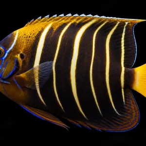 Chrysurus Angelfish swimming left with cream stripes, blue facial lines and a yellow tail; AI-generated aquarium view.