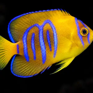 Juvenile Clarion Angelfish swimming right with a golden body and looping blue bars; AI-generated aquarium view.