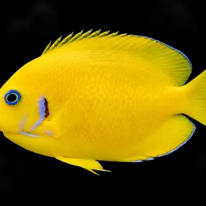 Coco's Pygmy Angelfish swimming left with yellow scales and blue eye rings; AI-generated aquarium view.