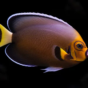 Conspicuous Angelfish swimming right with a dusky body, orange face and pale fin edges; AI-generated aquarium view.