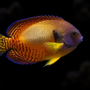 Aberrant Coral Beauty Angelfish swimming right with a golden saddle and irregular orange stripes; AI-generated aquarium view.