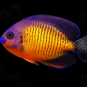 Lautoka Coral Beauty Angelfish swimming left with orange flanks and violet stripes; AI-generated aquarium view.