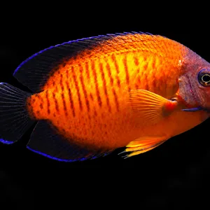 Lautoka Orange Coral Beauty Angelfish swimming right with vivid orange scales and dark fins; AI-generated aquarium view.