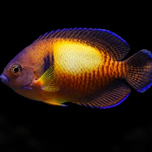 Tiger Tail Coral Beauty Angelfish swimming left with a pale golden saddle and dark rear stripes; AI-generated aquarium view.