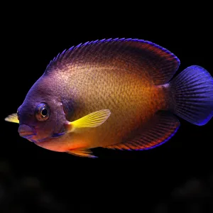 Yellow Body Coral Beauty Angelfish facing left with warm gold scales and purple fins; AI-generated aquarium view.