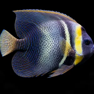 Cortez Angelfish swimming right with a yellow head band and blue patterned fins; AI-generated aquarium view.