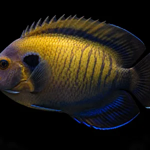 Dusky Angelfish swimming left with olive-gold stripes and blue-edged fins; AI-generated aquarium view.