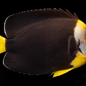 False Personifer Angelfish swimming right with a dark body, spotted pale face and yellow tail; AI-generated aquarium view.