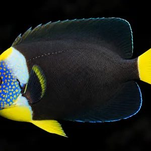 Male False Personifer Angelfish swimming left with a blue face, yellow spots and yellow tail; AI-generated aquarium view.