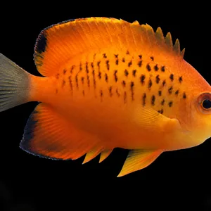 False Shepard's Hybrid Angelfish swimming right with an orange body and short dark markings; AI-generated aquarium view.