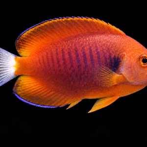 Fisher's Angelfish swimming right with orange fins, reddish-purple scales and a pale tail; AI-generated aquarium view.