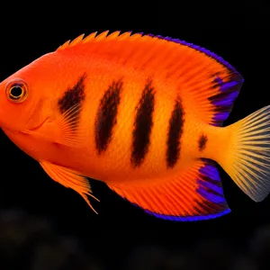 Christmas Islands Flame Angelfish with orange-red scales, black bars and violet fin edges facing left against a very dark blurred reef. AI-generated aquarium view.