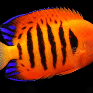 Marshall Islands Flame Angelfish facing right, with golden orange scales, black vertical bars and blue-violet fins against a very dark reef. AI-generated aquarium view.