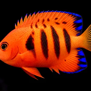 Tahiti Flame Angelfish facing left with orange-red scales, dark bars and blue fin edges in a nearly black reef setting. AI-generated aquarium view.