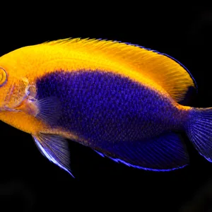 Flameback Angelfish swimming left with a yellow-orange back and violet-blue body against a nearly black blurred reef. AI-generated aquarium view.