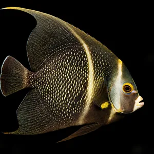 French Angelfish facing right with fine gold scale markings, pale bands and long fin tips against a nearly black reef. AI-generated aquarium view.