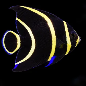 Juvenile Brazil French Angelfish facing right, with yellow bands on a black body and blue fin accents against a nearly black reef. AI-generated aquarium view.