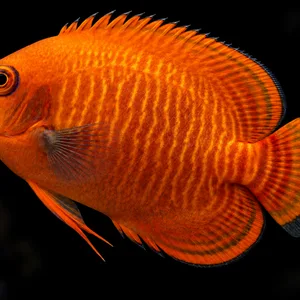 Golden Red Aurantia Angelfish swimming left with copper-orange coloring and fine wavy golden lines against a very dark reef. AI-generated aquarium view.