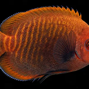 Bali Aquarich Golden Red Aurantia Angelfish facing right, with copper-red coloring, fine golden lines and a pale tail edge. AI-generated aquarium view.