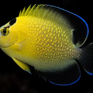 Goldflake Angelfish swimming left with golden speckles, blue lips and dark blue-edged fins against a nearly black reef. AI-generated aquarium view.