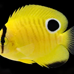 Juvenile Bali Aquarich Goldflake Angelfish facing left, with a yellow body, black eye band and white-ringed rear spot. AI-generated aquarium view.