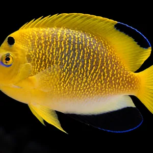 Goldflake x Flagfin Angelfish hybrid swimming left with golden flecks, blue lips, a pale belly and yellow tail. AI-generated aquarium view.