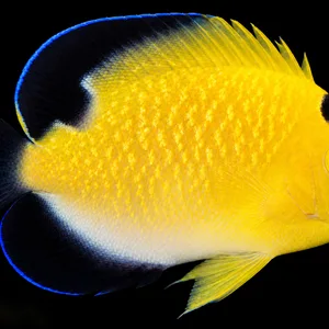 Adult Bali Aquarich Goldflake Angelfish facing right, with gold flecks, blue lips and dark blue-edged fins against a nearly black reef. AI-generated aquarium view.