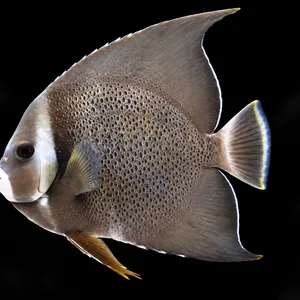 Gray Angelfish facing left, with gray-brown scales, a pale face and long pointed fins against a nearly black reef. AI-generated aquarium view.