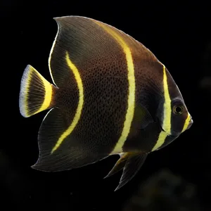 Brazil Gray Angelfish facing right with yellow juvenile bands on a dark gray-brown body against a nearly black reef. AI-generated aquarium view.