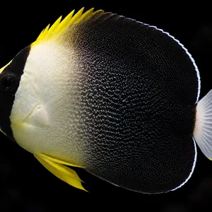 Graytail Angelfish swimming left with a pale front, black eye band, dark stippled body and pale gray tail. AI-generated aquarium view.