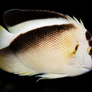 Griffis Angelfish facing right with a pale body, diagonal dark stripe and golden eye against a nearly black reef. AI-generated aquarium view.