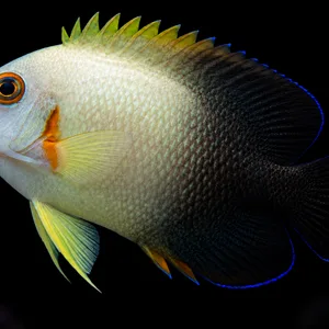 Half Black Angelfish with a pale silver front, black rear and orange eye ring swimming left against a nearly black reef background. AI-generated aquarium view.