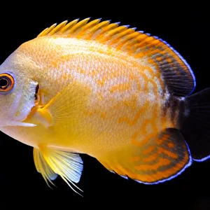 Yellow Tiger hybrid angelfish facing left, with a cream and yellow body, patterned orange fins and dark tail against a nearly black reef. AI-generated aquarium view.