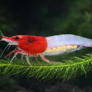 Red Rili Neocaridina shrimp with a bright red head and translucent body perched on a hornwort plant in a dark freshwater planted aquarium.