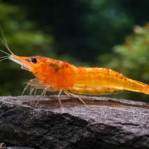 Orange Sunkist Neocaridina shrimp standing on a dark sandstone rock in a freshwater planted aquarium with a softly blurred green background.