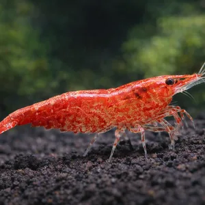 Sakura Red Neocaridina shrimp standing on dark lava rock substrate in a freshwater planted aquarium with a softly blurred green plant background.