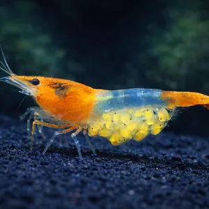 Orange Rili Neocaridina shrimp carrying yellow eggs while standing on dark blue aquarium sand in a dark freshwater planted tank with a softly blurred background.