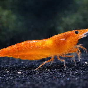 Orange Neocaridina shrimp standing on black aquarium sand with white specks in a dark freshwater planted tank with a softly blurred background.