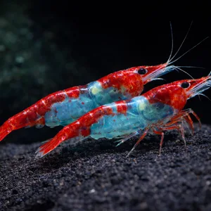 Two Red-Blue-Red Rili Neocaridina shrimp standing on a black rock against a dark background.