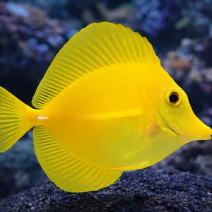 Bright yellow tang (Zebrasoma flavescens) swimming over dark reef rock in a blurred saltwater coral reef aquarium.