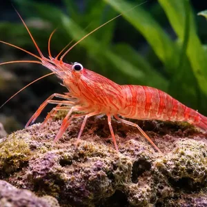 Peppermint shrimp displaying its red striped body and long antennae while standing on live rock in a marine aquarium.
