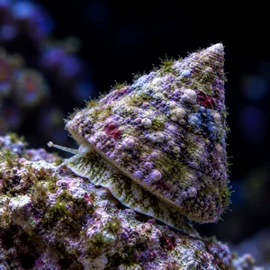 Pyramid snail (Tectus fenestratus) angled left on reef rock, showing a purple-and-green encrusted shell and a cream foot with brown mottling.