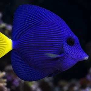 Purple tang (Zebrasoma xanthurum) swimming in a dark reef aquarium, with vivid blue stripes and a bright yellow tail.