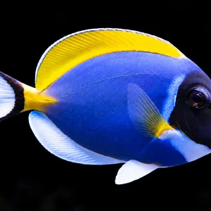 Powder Blue Tang swimming right against a nearly black, blurred reef background. AI-generated aquarium view.