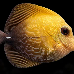 Scopas Tang swimming right against a nearly black, blurred reef background. AI-generated aquarium view.