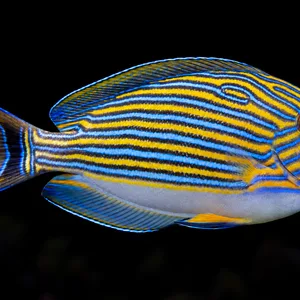 Clown Tang swimming right against a nearly black, blurred reef background. AI-generated aquarium view.